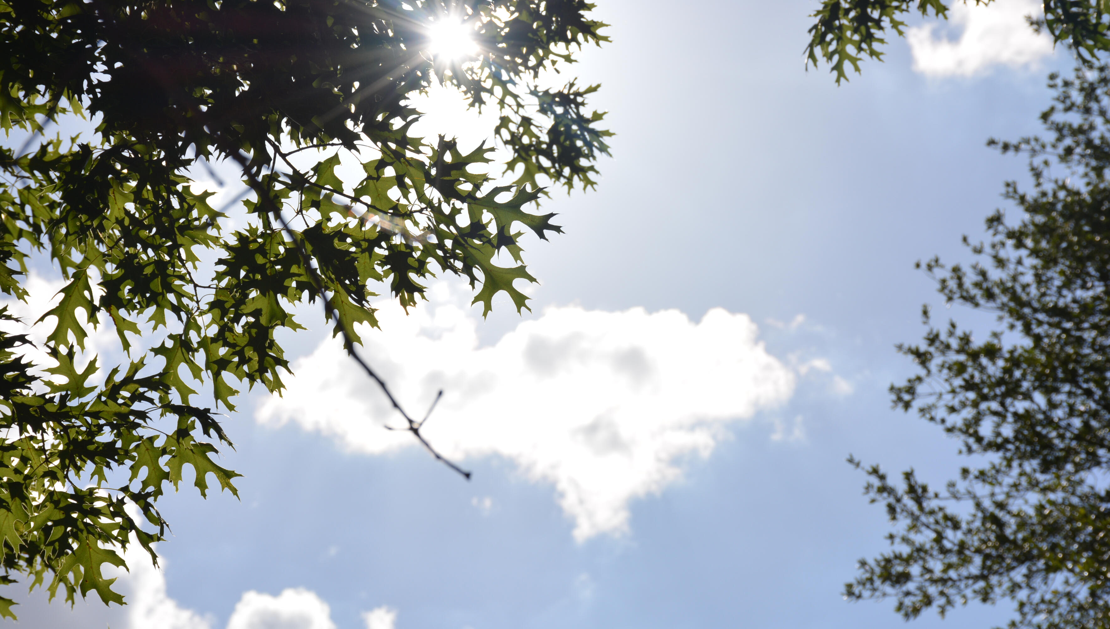 Photo taken by the author, Hutto, Texas — 2018